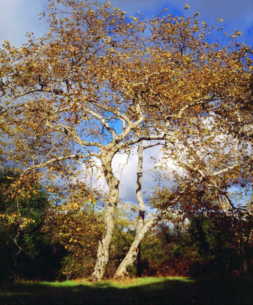 USA, California, San Diego Sycamore Tree